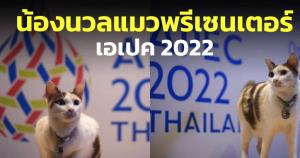 กระทรวงการต่างประเทศเผยภาพ "น้องนวล" แมวพรีเซ็นเตอร์เอเปก 2022