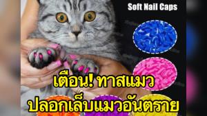 สัตวแพทย์เตือน! อย่าใส่ปลอกเล็บให้แมว อันตรายเสี่ยงตายหากกลืนลงท้อง
