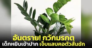 อุทาหรณ์! เด็กชายหยิบใบ "กวักมรกต" เข้าปาก เกิดอาการแสบคอ ตัวสั่น ชัก