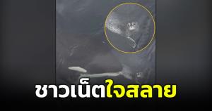 ภาพเศร้า! วาฬออร์กางับน้องแมวน้ำ ทำชาวเน็ตใจสลาย