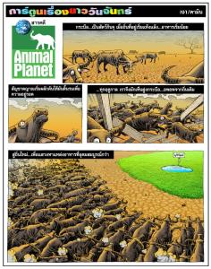 สารคดี ANIMAL PLANET