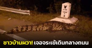ชาวบ้านผวา! เจอจระเข้เดินอยู่กลางถนนอย่างสบายใจ ถามถึงหมาในภาพยังปลอดภัยอยู่ไหม?
