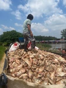 ผลกระทบจาก “โนรู” ถล่ม ทำปลาในกระชังน็อกน้ำตายเกลื่อน เสียหายร่วม 50 ล้านบาท