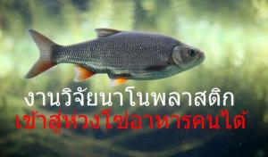 สุดช็อก! งานวิจัยนาโนพลาสติก เข้าสู่ห่วงโซ่อาหารคนได้