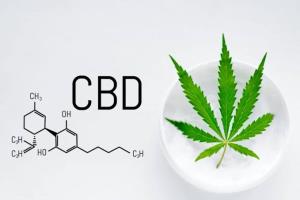 เตรียมศึกษาสารกัญชา CBD หยอดใต้ลิ้น ลดอาการถอนยาบ้า-ใช้ทดแทน