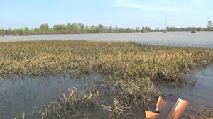 ชาวนาบุรีรัมย์แสนสาหัส! น้ำท่วมจมนานนับเดือนต้นข้าวเน่าสูญยับ ท่วม 23 อำเภอ พื้นที่เกษตรเสียหาย 3 แสนไร่