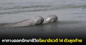 “วราวุธ” เร่งหาทางออกรักษาชีวิตโลมาอิรวดี 14 ตัวสุดท้าย หลัง ครม.ไฟเขียวโครงการสะพานข้ามทะเลสาบสงขลา