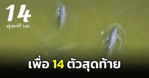 "ดร.ธรณ์" ห่วงสร้างสะพานกระทบโลมาอิรวดีฝูงสุดท้าย หวังทุกภาคส่วนทำให้ดีเพื่อธรรมชาติและสิ่งแวดล้อม
