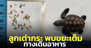 สัตวแพทย์เศร้า! เผยพบ 'เต่ากระ' วัยแรกเกิดพบเศษขยะเต็มทางเดินอาหาร