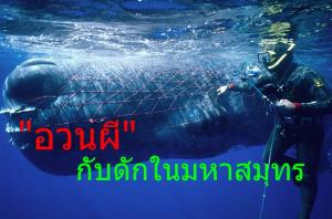 น่าตกใจ! “อวนผี” หลุดทิ้งมหาสมุทรแต่ละปี คลุมสกอตแลนด์ได้ทั้งประเทศ