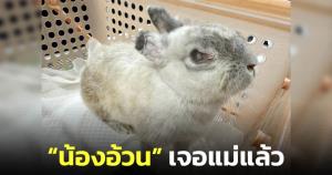 เจอเจ้าของแล้ว "น้องอ้วน" กระต่ายชรา หลังถูกทิ้งไว้ขณะนำมารักษาที่โรงพยาบาลสัตว์