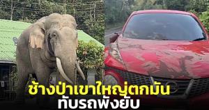 เฉียดตาย! คลิปนาทีก่อนเกิดเหตุ พลายดื้อช้างเขาใหญ่วิ่งทับรถนักท่องเที่ยวพัง (ชมคลิป)