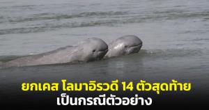 “ดร.ธรณ์” ยกเคสโลมาอิรวดี 14 ตัวสุดท้ายเป็นกรณีตัวอย่างอีกครั้ง หลังจากสร้างทางสัตว์ข้ามเขาใหญ่-ทับลาน