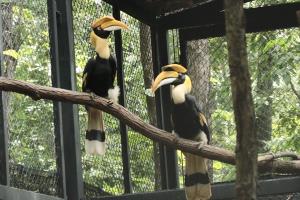 องค์การสวนสัตว์ฯ ปล่อยนกกาฮัง สัตว์ป่าคุ้มครอง คืนสู่ธรรมชาติ หลังจากสูญหายไปจากผืนป่าภาคเหนือนานกว่า 20 ปี