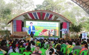 ประกันรายได้ 4 ชนิดจ่อเข้า ครม. คาดปีที่ 4 ใช้เงินไม่มากหลังราคาพุ่ง