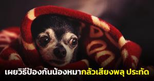 "ต๊ะ นารากร" อัดคลิปสอนวิธีป้องกันน้องหมากลัวเสียงพลุ ประทัดคืนวันลอยกระทง (ชมคลิป)