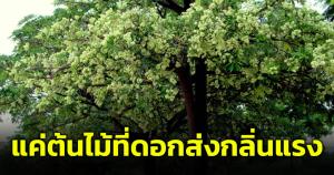 อ.เจษฎายันข่าวปลอม "กลิ่นพญาสัตบรรณ" มีผลต่อระบบหัวใจ แค่ต้นไม้ที่ดอกส่งกลิ่นแรง