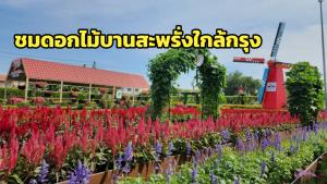 บานสะพรั่งที่ไทรน้อย ชมสวนดอกไม้งามหลากสี ธีมเนเธอร์แลนด์เมืองไทย