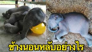 อุทยานฯ ไขข้อสงสัย ช้างนอนหลับอย่างไร พร้อมเผยภาพน่ารัก “เจ้าตุลา” ช้างน้อยพลัดหลง