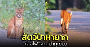 กรมอุทยานฯ เผยภาพ "เสือไฟ" จากป่าภูเขียว ชี้เป็นสัตว์ป่าหายาก