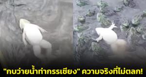 อ.จุฬาฯ ชี้แจงความจริง หลังชมคลิป "กบว่ายน้ำท่ากรรเชียง" ชี้กบมีอาการป่วยติดเชื้อแบคทีเรีย