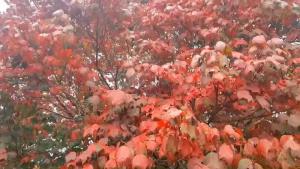 สวยสดใส! ต้นเมเปิลบนภูกระดึงใบเริ่มเปลี่ยนเป็นสีแดงแล้ว