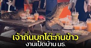 แตกตื่น! ตัวเงินตัวทองปีนขึ้นโต๊ะกินข้าว ในงานเปิดบ้านธรรมศาสตร์ (ชมคลิป)