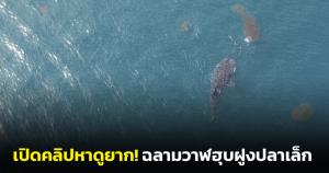 เปิดคลิปหาดูยาก! ฉลามวาฬกำลังฮุบฝูงปลาเล็ก “ดร.ธรณ์” ชี้ปกติจะเห็นได้แค่ใต้น้ำที่ออสเตรเลีย