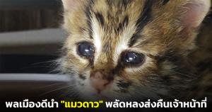 ชื่นชมพลเมืองดี นำ "แมวดาว" ที่พลัดหลงส่งคืนให้เจ้าหน้าที่ เตรียมไปอนุบาลก่อนปล่อยสู่ธรรมชาติ
