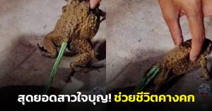 สุดยอดสาวใจบุญ! ช่วยดึงลูกโป่งจากตัวคางคก ชาวเน็ตแห่ชื่นชมขอบคุณน้ำใจที่ช่วยน้อง (ชมคลิป)