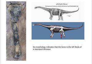 พบฟอสซิลไดโนเสาร์ชิ้นแรก!! ในประเทศกัมพูชา หลักฐานชิ้นใหม่การแพร่กระจายในภูมิภาคอาเซียน