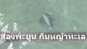 หาชมยาก! คลิปจากโดรน พะยูนกำลังกินหญ้าทะเล ที่เกาะลิบง