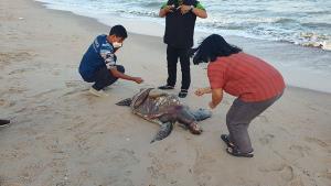 พบซากเต่าตนุ หนัก 60 กิโลกระดองแตก ตายเกยชายหาดชะอำ 