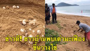 ข่าวดี! ชาวบ้านพบเต่ามะเฟืองขึ้นวางไข่ 108 ฟอง ที่บริเวณหาดไม้ขาว จ.ภูเก็ต