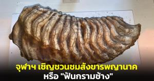 คณะวิทยาศาสตร์ จุฬาฯ เชิญชวนชมสังขารพญานาค หรือ "ฟันกรามช้าง" ที่งาน Night at the museum