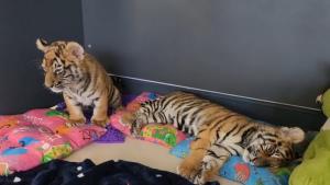 สัตว์แพทย์สร้างความอบอุ่นให้ลูกเสือที่เหลือ ผ่าพิสูจน์ลูกเสือที่ตาย
