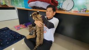 สัตว์แพทย์สร้างความอบอุ่นให้ลูกเสือที่เหลือ ผ่าพิสูจน์ลูกเสือที่ตาย