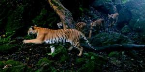 WWF Thailand เปิดคลิปเสือโคร่งแม่ลูกหาดูยาก! ชวนชมกิจกรรม “ก่อนเสือโคร่งจะคําราม” 23 ธ.ค.นี้