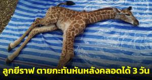 เศร้า! "น้องวันใหม่" ลูกยีราฟ เขตฯ บึงฉวาก ตายกะทันหันหลังออกมาได้เพียง 3 วัน