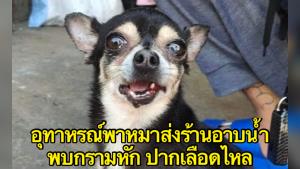 อุทาหรณ์! พาน้องหมาไปอาบน้ำ พบกรามหัก-เลือดไหลจากปาก ร้านแจ้งหมากัดซ้ำขอเก็บค่าเสียหาย