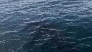 ฉลามวาฬว่ายน้ำเข้าหาเรือขอความช่วยเหลือช่วยตัดเศษอวนพันหาง