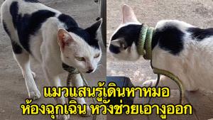 นาทีชีวิต! แมวเหมียวแสนรู้มาหาหมอ วนเวียนหน้าห้องฉุกเฉิน ให้ช่วยแกะงูที่รัดคอออก (ชมคลิป)