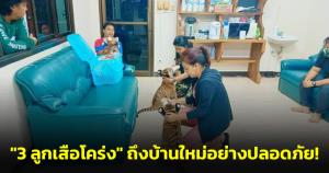 ถึงบ้านใหม่อย่างปลอดภัย! เจ้าหน้าที่ขนย้าย "3 ลูกเสือโคร่ง" จากอุบลราชธานีถึงบึงฉวากแล้ว