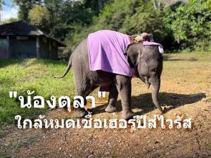 ผลตรวจ "น้องตุลา" ลูกช้างป่าพลัดหลง เกือบไร้เชื้อเฮอร์ปีส์ไวรัส