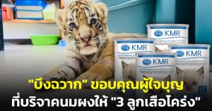 "สวนสัตว์บึงฉวาก" ขอบคุณผู้ใจบุญที่บริจาคนมผงให้ "3 ลูกเสือโคร่ง"