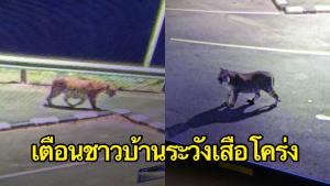 เตือนชาวบ้าน! ระวัง ‘เสือโคร่ง’ หลังพบบริเวณสันเขื่อนศรีนครินทร์ และวิ่งหนีลงบันไดลิงฝั่งโรงไฟฟ้า