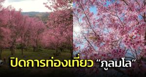 อุทยานฯภูหินร่องกล้า ประกาศปิดการท่องเที่ยวภูลมโล จากดอกนางพญาเสือโคร่งร่วงโรย