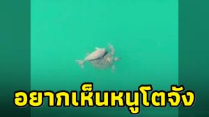 หมดพลัง! “พะยูนน้อยขี่หลังเต่า” จากไปง่ายๆ เพราะอวนชาวประมง