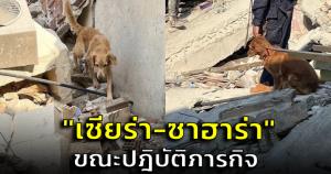 เผยภาพ "เซียร่า-ซาฮาร่า" สุนัขกู้ภัยจากไทย ขณะปฏิบัติภารกิจ หลังพบร่างผู้เสียชีวิตเพิ่ม 1 ราย
