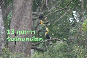 นกเงือก ฉายา “นกปลูกป่า” ตอกย้ำให้รู้ แบบไหน “รักเดียว”